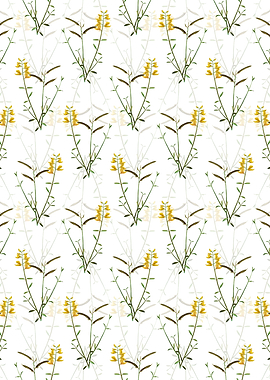 Spanish Broom Pattern