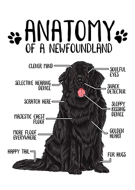 Anatomy of a Newfoundland