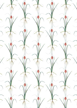 Veltheimia Abyssinica