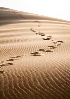 Camel Prints in the sand