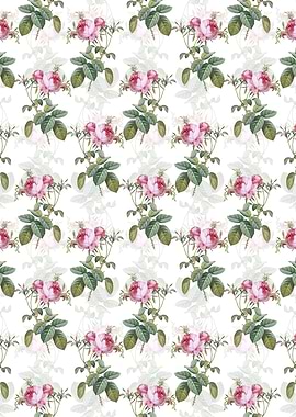 Pink Cabbage Rose de Mai