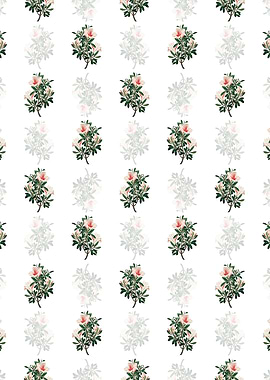 Variegated Chinese Azalea