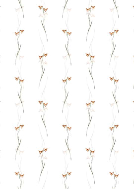 White Gladiolus Watsonius