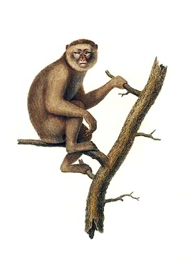 Barbary Ape