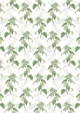 White Dead Nettle Plant