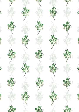 White Two Edged Dendrobium