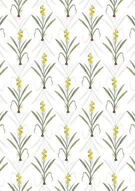 Wachendorfia Thyrsiflora