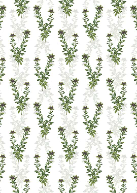 Daphne Sericea Pattern