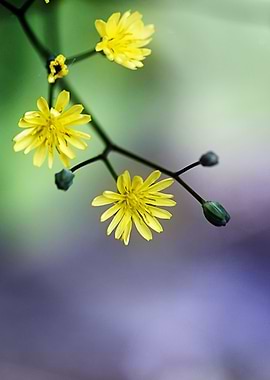Yellow petite flower