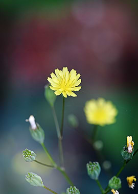 Sweet yellow flower