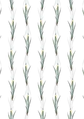 Yellow Banded Iris Pattern
