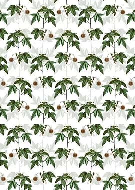 American Sweetgum Pattern