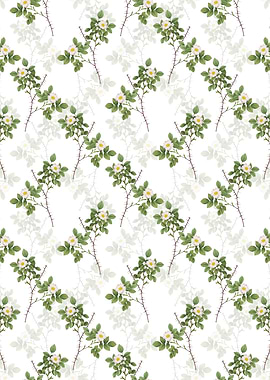 Spiny Rose of Dematra