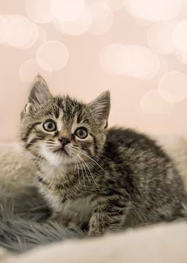 Cat Cats Feline Kitty