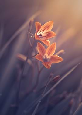 Orange wild flower, meadow