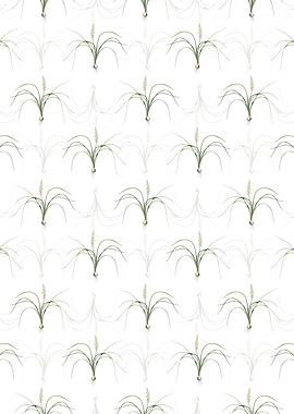 Lachenalia Angustifolia