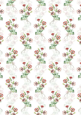 White Broad Leaved Anemone