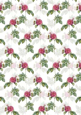 White Pink Francfort Rose