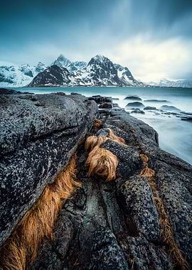 Moody Coast (Lofoten)
