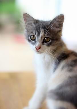 Cat Cats Feline Kitty