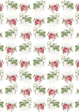 White Pink Cumberland Rose