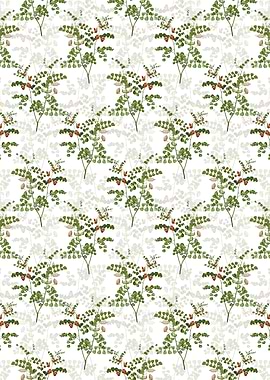 Spotted Bladder Senna