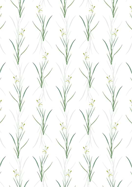 White Ixia Anemonae Flora