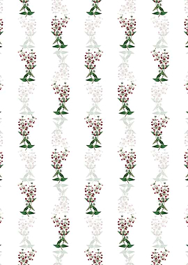 Two Colored Collinsia