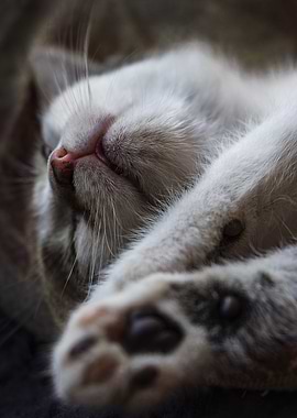 Cat Cats Feline Kitty