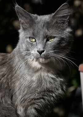 Cat Cats Feline Kitty