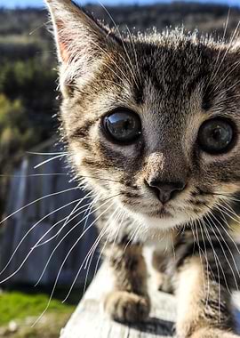 Cat Cats Feline Kitty