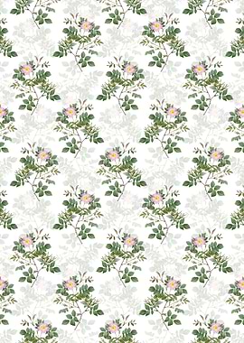 White Malmedy Rose Pattern