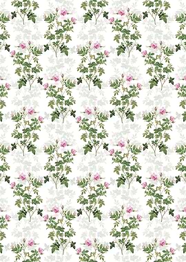 Pink Flowering Rosebush