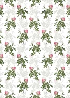 Dwarf Damask Rose Pattern