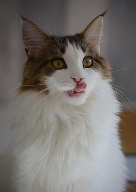 Cat Cats Feline Kitty