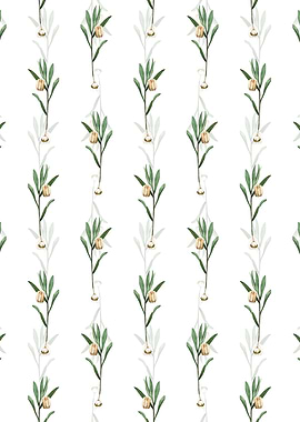 Fritillaria Latifolia