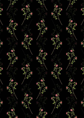 Cape African Queen Pattern