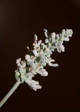 White salvia divinorum