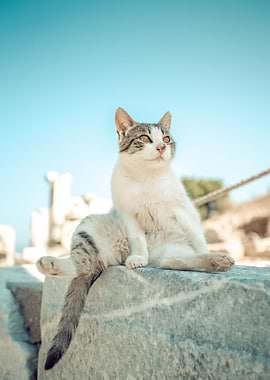 Cat Cats Feline Kitty