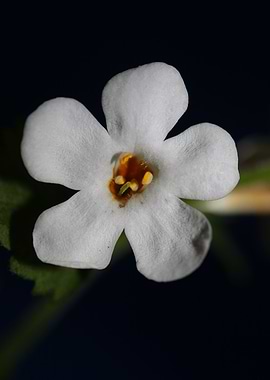 Sutera grandiflora flower