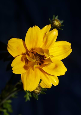 Yellow flower blossoming