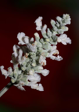 White salvia divinorum