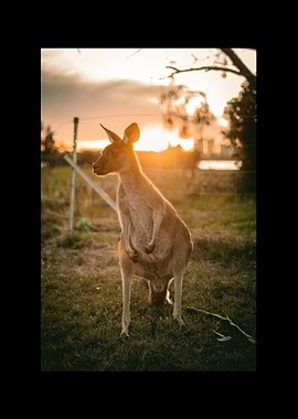 Kangaroo