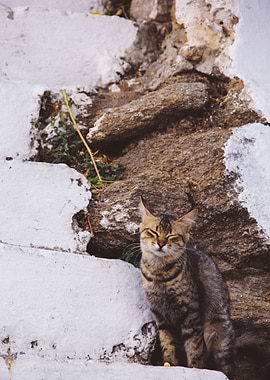 Cat Cats Feline Kitty