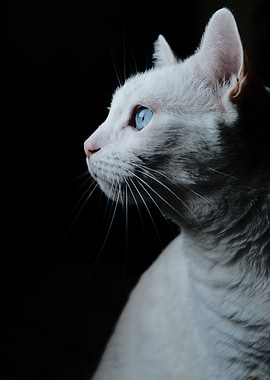 Cat Cats Feline Kitty