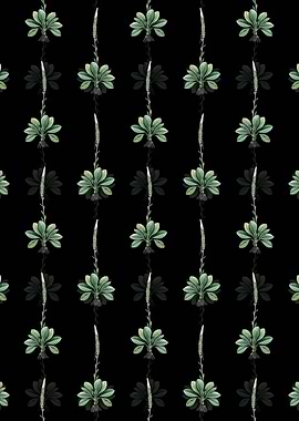 Black Blazing Star Pattern