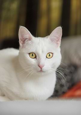 Cat Cats Feline Kitty