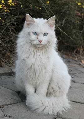 Cat Cats Feline Kitty