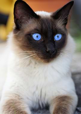 Cat Cats Feline Kitty