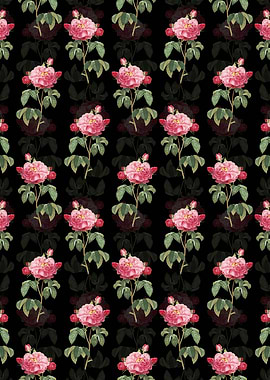 Duchess of Orleans Rose